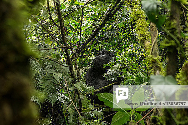 Berggorilla (Gorilla beringei beringei)  Bwindi Undurchdringlicher Wald  Bwindi-Gebirge  Uganda