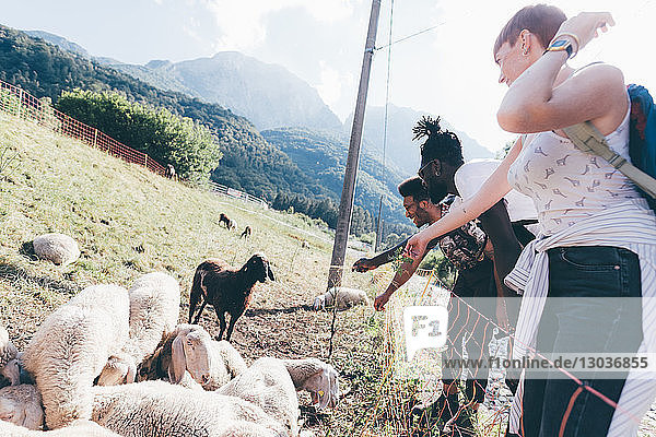 Junge erwachsene Wanderfreunde betrachten Schafe auf dem Feld  Primaluna  Trentino-Südtirol  Italien