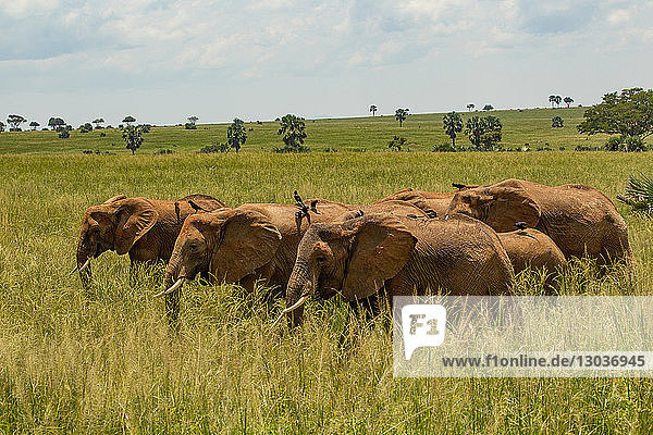 Elephants (Loxodonta africana) in long grass  Murchison Falls National Park  Uganda