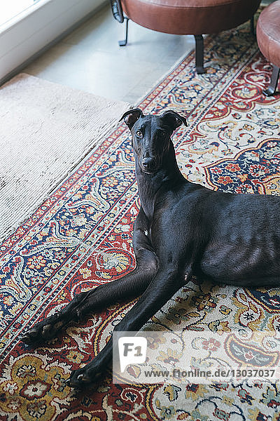 Greyhound lying on carpet