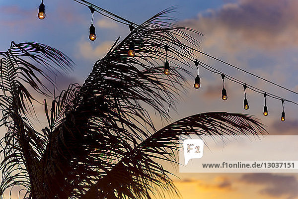 Reihe von Lichterketten  die in der Abenddämmerung schwach über Palmen und Himmel leuchten  Changgu  Bali  Indonesien