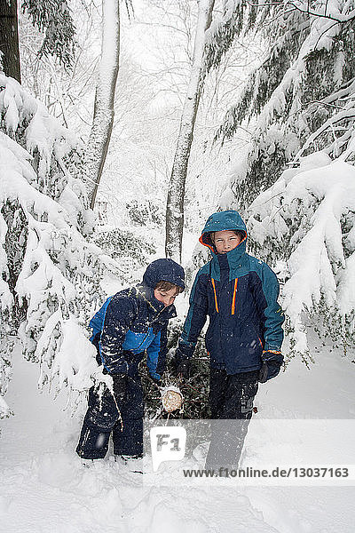 Ten and eight-year old brothers pull a freshly cut Christmas tree from the woods