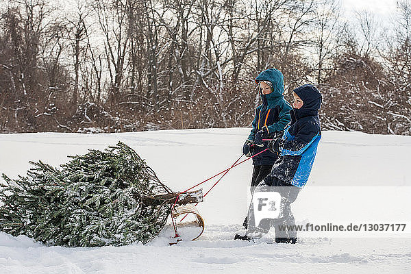 Zwei BrÃ?der ziehen einen frisch geschlagenen Weihnachtsbaum auf einem Schlitten durch den Schnee â€ Marblehead  Massachusetts  USA