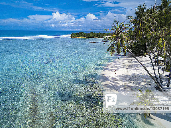 Luftaufnahme des Strandes mit Palmen â€ Thulusdhoo  Male  Malediven