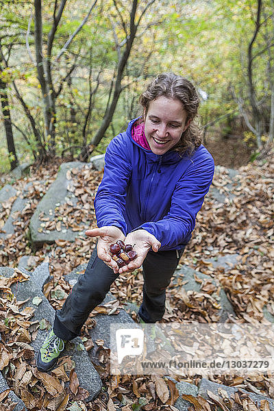 Ansicht einer lÃ?chelnden Frau  die eine Handvoll Kastanien (Castanea sativa) in der Hand hÃ?lt  gefunden beim Wandern im Wald  Corippo  Kanton Tessin  Schweiz