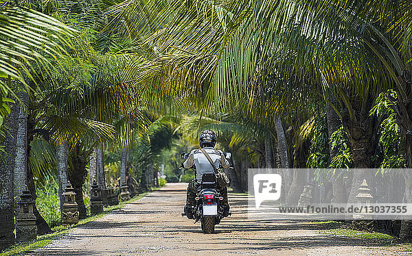 Rückansicht eines Mannes  der auf einem Motorrad eine Straße mit vielen Palmen an den Seiten entlang fährt  Bangkok  Thailand