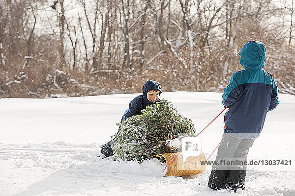 Two brothers pulling freshly cut Christmas tree on sled across snow â€ Marblehead  Massachusetts  USA