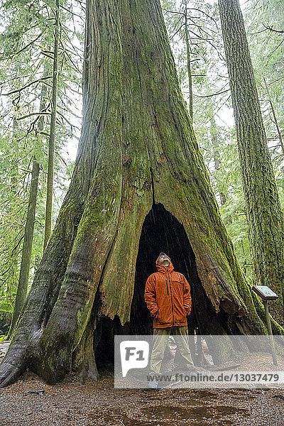 Ein Mann steht in einem hohlen Baum in Cathedral Grove und blickt auf den massiven Baum über ihm. Cathedral Grove ist ein seltenes und gefährdetes Überbleibsel eines alten Douglasien-Ökosystems auf Vancouver Island in British Columbia  Kanada.
