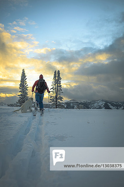 Rückansicht eines Mannes mit Hund beim Skifahren auf schneebedecktem Feld