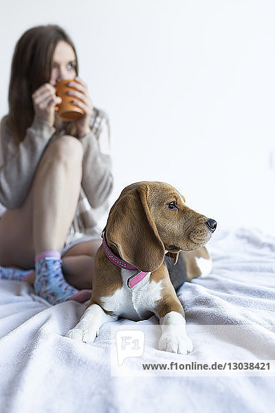 Frau trinkt  während sie mit Beagle zu Hause im Bett sitzt