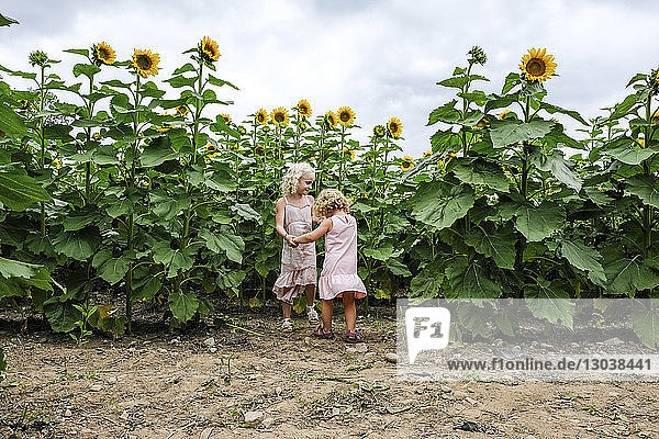 Sisters holding hands while playing against sunflower field
