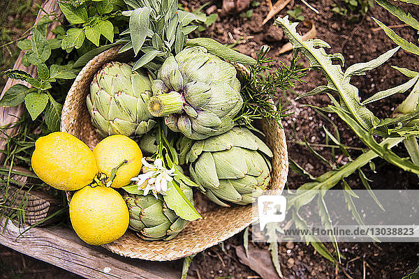 Hochwinkelansicht von Artischocken mit Zitronen im Weidenkorb auf dem Feld auf dem Bauernhof