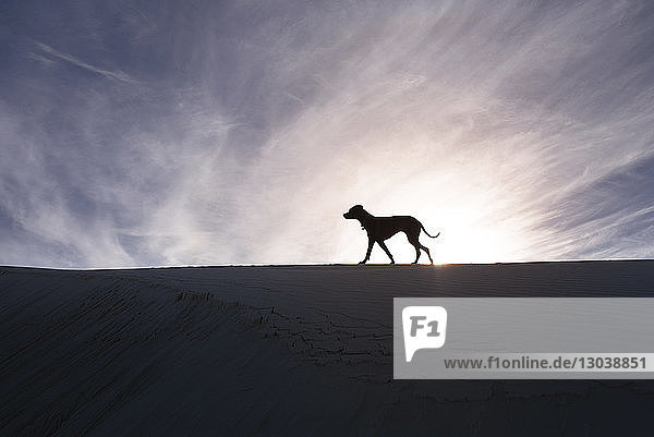 Seitenansicht eines Silhouettenhundes beim Spaziergang in der Wüste vor bewölktem Himmel an einem sonnigen Tag
