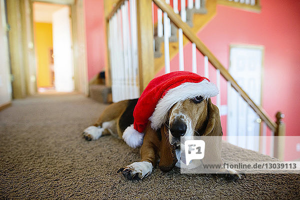 Hund mit Weihnachtsmannmütze liegt zu Hause auf dem Teppich