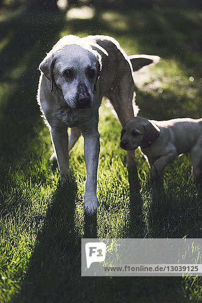 Hochwinkelaufnahme eines Hundes und Welpen  die auf einem Grasfeld stehen