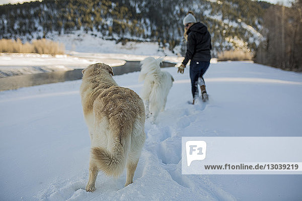 Rückansicht einer Frau  die mit Hunden auf tiefem Schnee Gassi geht