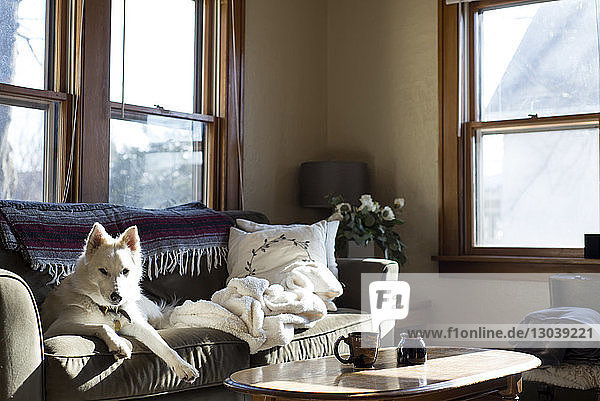 Dog relaxing on sofa at home