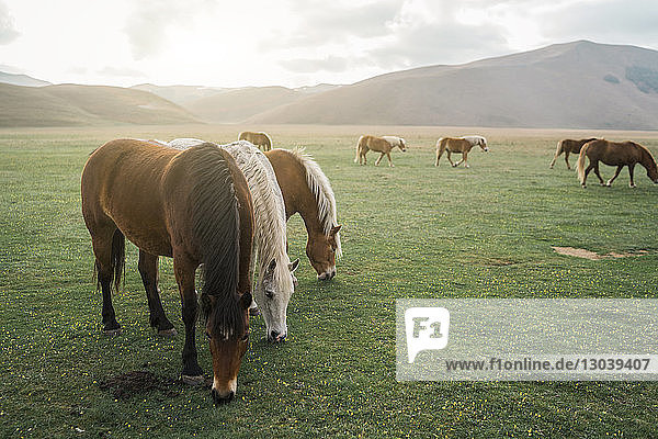 Pferde auf Grasfeld gegen den Himmel