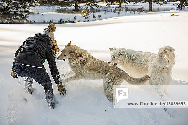 Rear view of woman playing with dogs on snow covered field