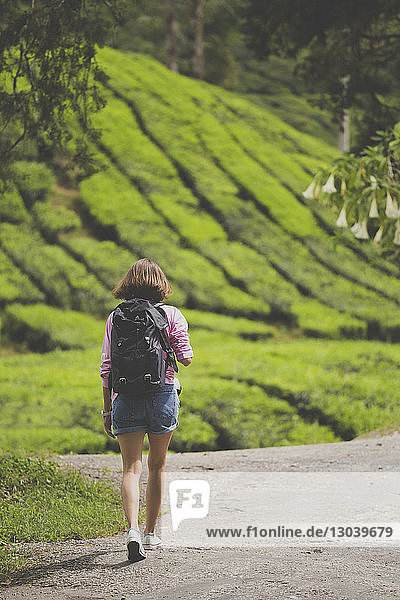 Rückansicht einer Wanderin mit Rucksack  die auf der Strasse gegen Teepflanzen läuft