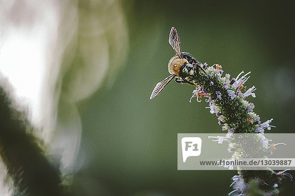 Nahaufnahme von Kolibri-Motte auf Pflanze