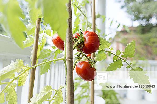 Nahaufnahme von frischen  saftigen Tomaten  die auf Pflanzen wachsen