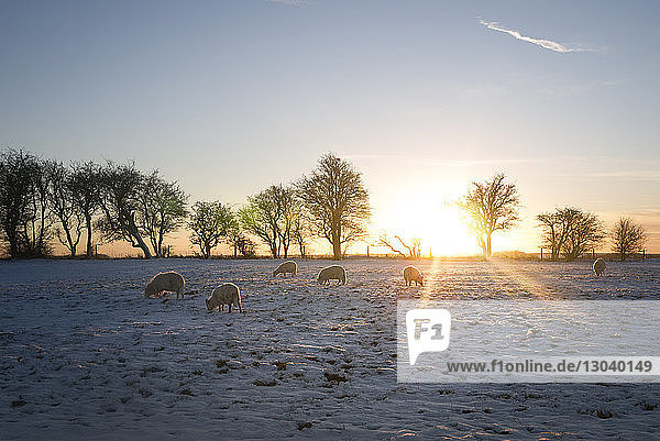 Schafe  die im Winter auf dem Feld gegen den Himmel weiden