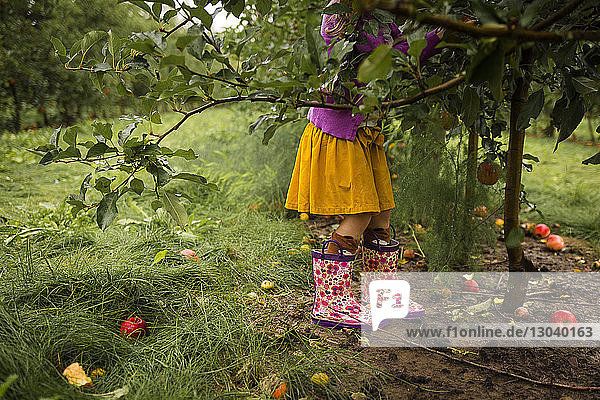 Low section girl picking apples in orchard