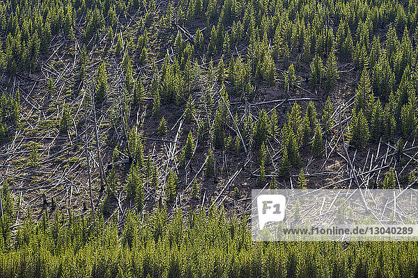 Hochwinkelansicht der Bäume im Wald des Yellowstone-Nationalparks