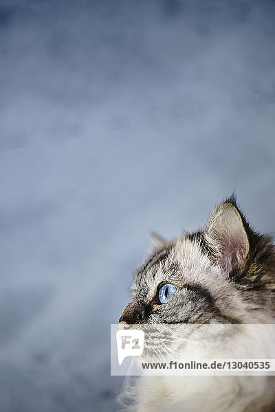 Seitenansicht einer Katze  die wegschaut  während sie zu Hause an der Wand sitzt