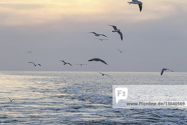 Seemöwen fliegen bei Sonnenuntergang über das Meer