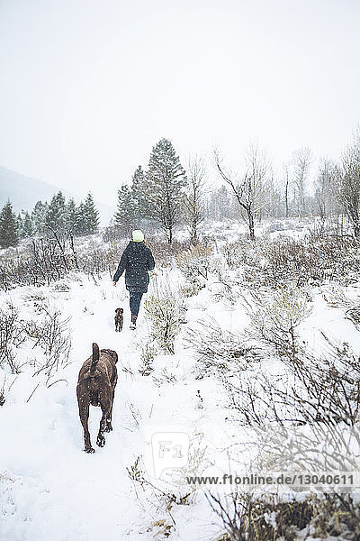 Rückansicht einer Frau  die mit Hunden auf einer schneebedeckten Landschaft spazieren geht
