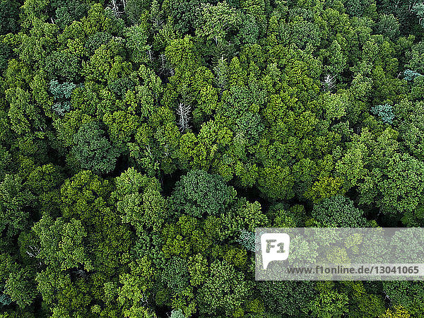 Luftaufnahme der im Pisgah National Forest wachsenden Bäume
