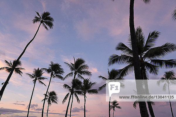 Niedrigwinkelansicht der Silhouette von Kokospalmen vor dramatischem Himmel