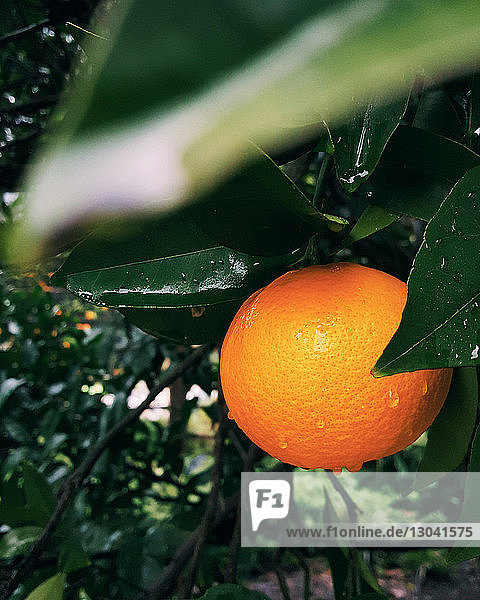 Nahaufnahme von Orangenfrüchten  die an einem nassen Baum wachsen