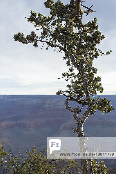 Baum gegen Berg im Grand Canyon National Park