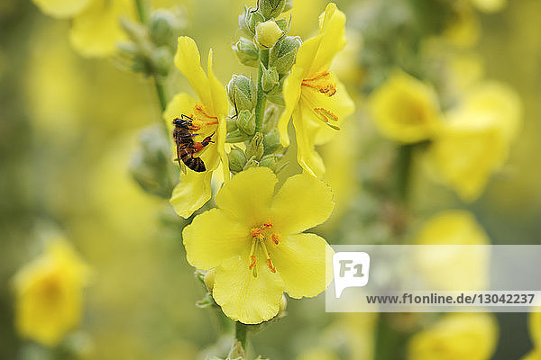 Nahaufnahme einer Honigbiene  die eine gelbe Blüte bestäubt