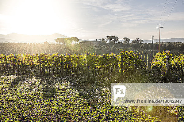 Scenic view of vineyard during sunny day
