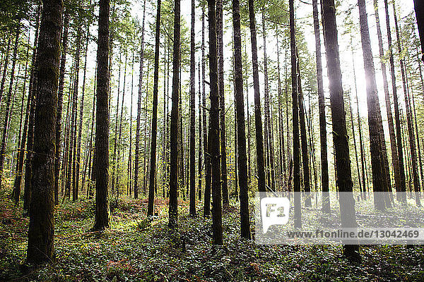 Ruhiger Blick auf Bäume im Naturschutzgebiet Mima Mounds Natural Area Preserve