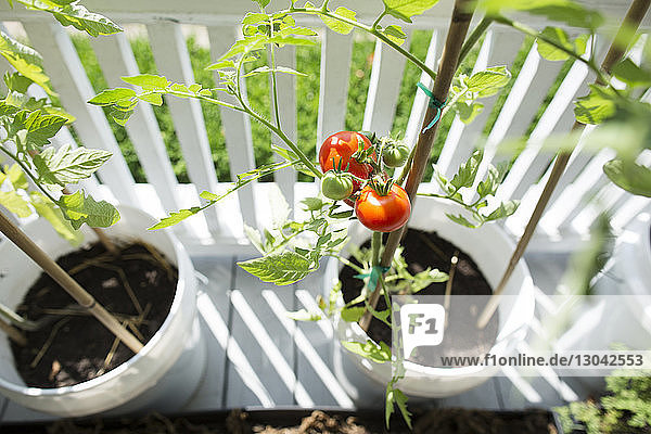 Hochwinkelansicht von frischen Bio-Tomaten  die auf der Veranda wachsen
