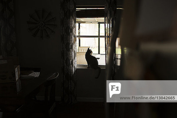 Katze schaut durchs Fenster  während sie zu Hause auf dem Fensterbrett sitzt