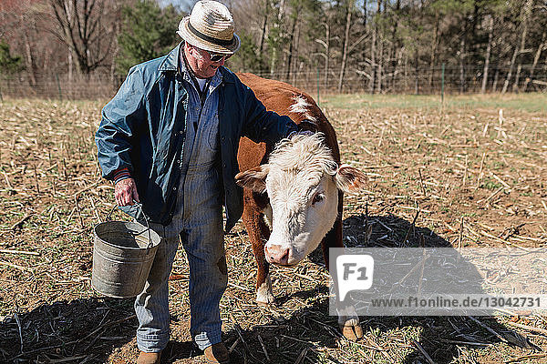 Mann streichelt Kuh  während er auf dem Bauernhof steht