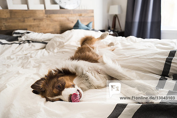 Hochwinkelansicht eines zu Hause auf dem Bett liegenden Hundes