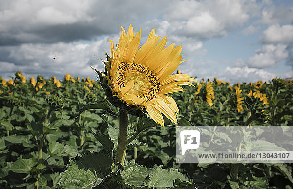 Sonnenblumen  die am sonnigen Tag vor bewölktem Himmel auf dem Bauernhof wachsen