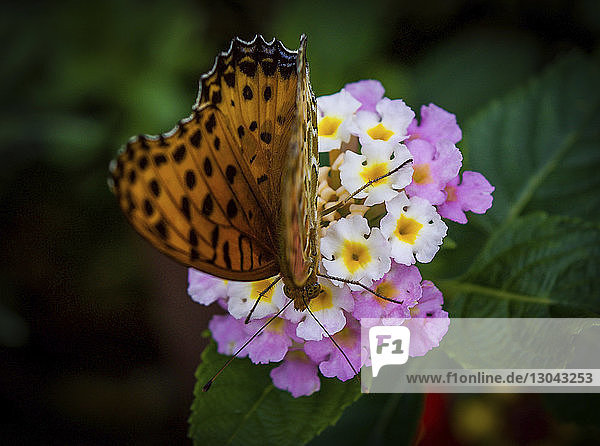 Hochwinkel-Nahaufnahme eines Schmetterlings  der auf Blüten bestäubt