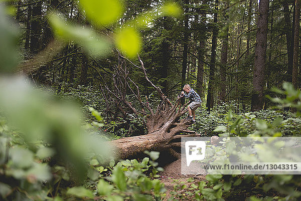 Boy looking at brother climbing on roots on fallen tree trunk in forest