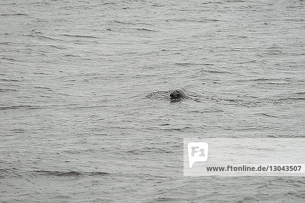 Hochwinkelansicht einer im See schwimmenden Robbe