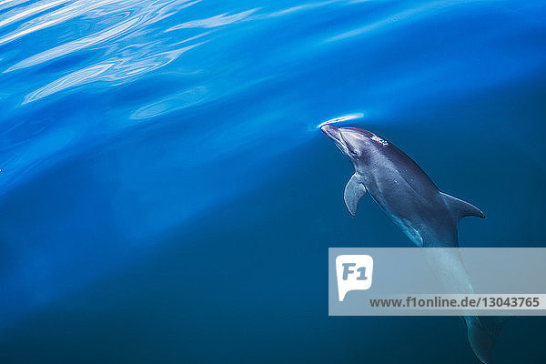 Hochwinkelaufnahme eines im Meer schwimmenden Delphins
