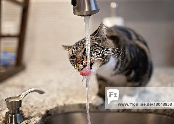 Cat drinking water from faucet on kitchen counter at home