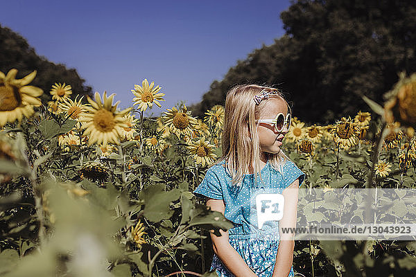 Mädchen schaut weg  während sie im Sommer am Sonnenblumenfeld steht
